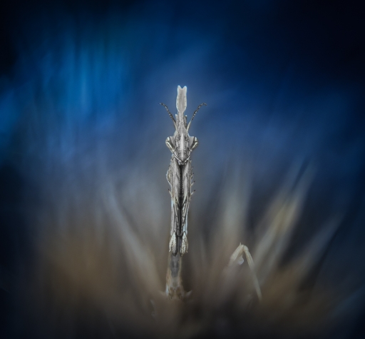 2018-09-25 / olilignan
olilignan [Macro et proxiphotographie nature]
