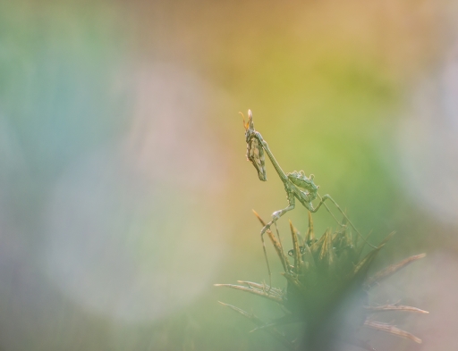 2018-10-19 / olilignan
olilignan [Macro et proxiphotographie nature]
