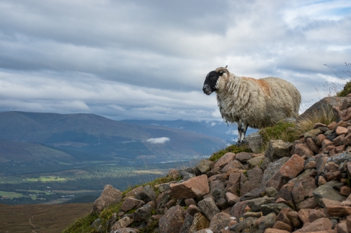 2018-12-14 / ASM
ASM "L'Ecosse en septembre 2018 - Deuxieme partie les animaux"
