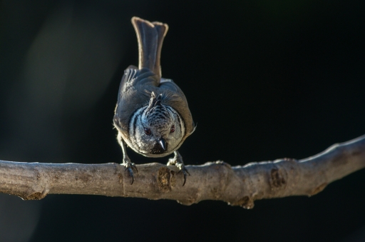 2018-12-21 / degun13113
degun13113 [Faune sauvage]
