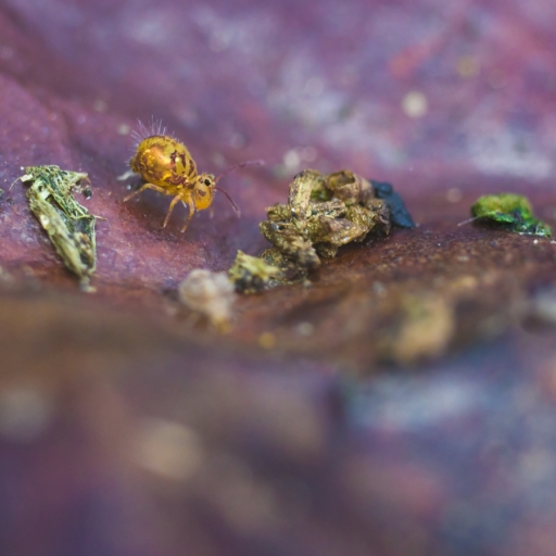 2019-02-01 / olilignan
olilignan [Macro et proxiphotographie nature]
