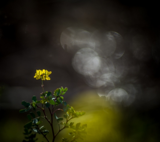 2019-03-21 / olilignan
olilignan [Flore et Botanique]
