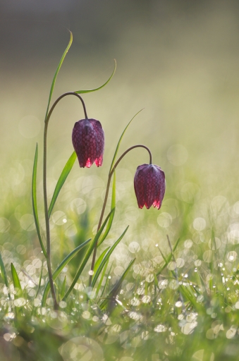 2019-03-29 / Mitoufle
Mitoufle [Flore et Botanique]
