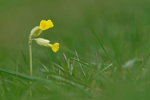 2019-04-11 / charlysouho
charlysouho [Flore et Botanique]
