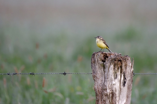 2019-06-06 / charlysouho
charlysouho [Faune sauvage]
