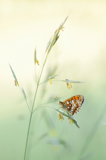 2019-08-28 / Mitoufle
Mitoufle [Macro et proxiphotographie nature]
