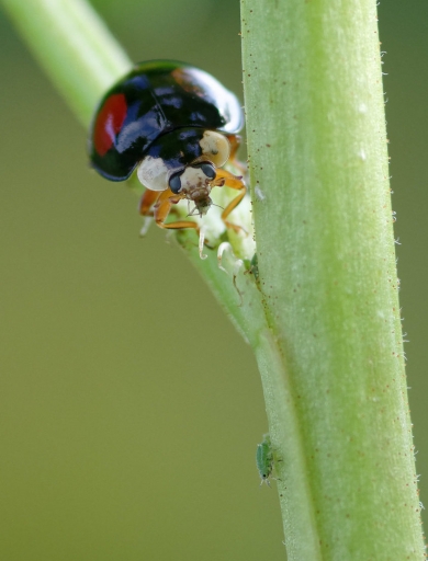 2019-10-12 / charlysouho
charlysouho [Macro et proxiphotographie nature]
