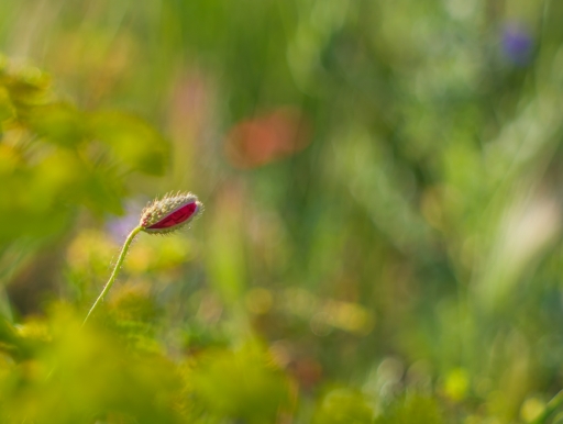 2020-04-17 / olilignan
olilignan [Flore et botanique]
