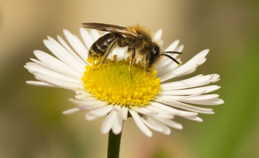2021-10-09 / dedales
dedales [Macro et proxiphotographie nature]

