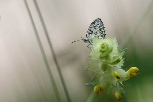2020-06-16 / charlysouho
charlysouho [Macro et proxiphotographie nature]

