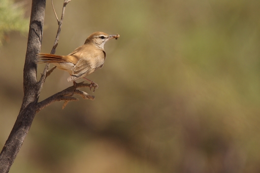 2020-06-19 / david81
david81 [Faune sauvage]
