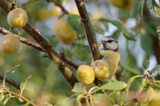2020-08-15 / charlysouho
charlysouho [Faune sauvage]
