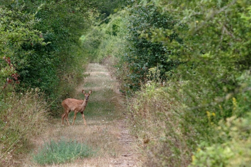 2020-08-20 / charlysouho
charlysouho [Faune sauvage]
