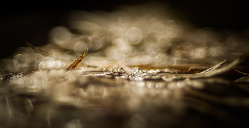 2020-11-04 /  olilignan
olilignan [Macro et proxiphotographie nature]
