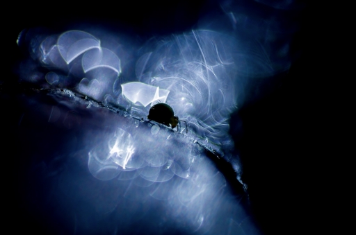 2021-02-09 / olilignan
olilignan : [Macro et proxiphotographie nature]
