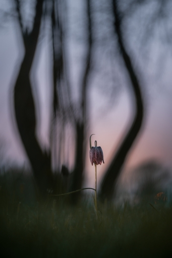 2021-02-16 / donlope01
donlope01 : [Flore et Botanique]
