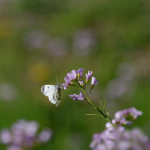2021-04-23 / charlysouho
charlysouho [Macro et proxiphotographie nature]
