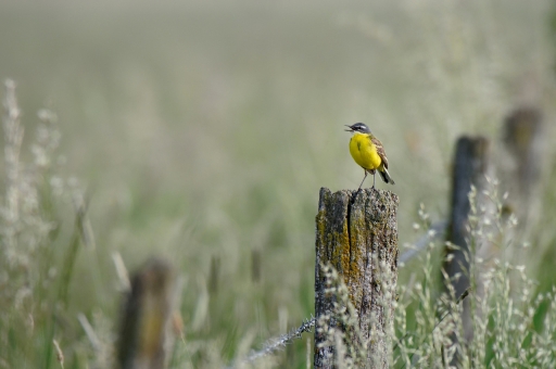 2021-05-12 / charlysouho
charlysouho [Faune sauvage] 
