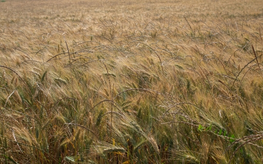 2021-06-19 / Pech_les oies
Pech_les oies [Paysages et éléments naturels]
