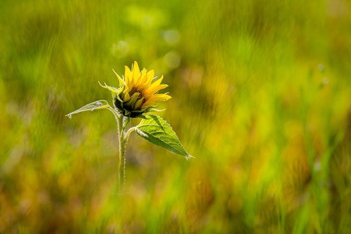 2021-09-11 / Opus21
Opus21 [Flore et Botanique]
