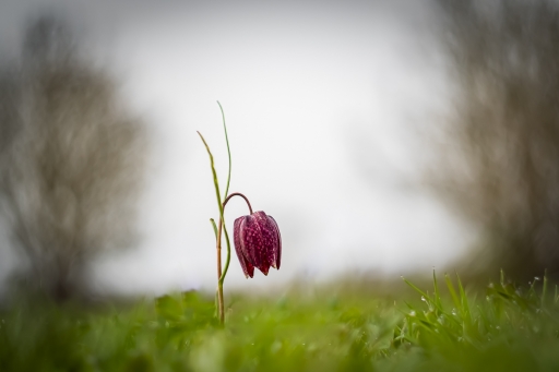 2022-03-19 / Opus21
Opus21 [Macro et proxiphotographie nature]
