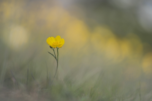 2022-04-23 / Opus21
Opus21 [Flore et Botanique]
