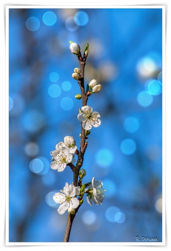 2022-04-30 / einstein1976
einstein1976 [Flore et Botanique]
