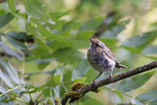 2022-07-28 / charlysouho
charlysouho [Faune sauvage] 
