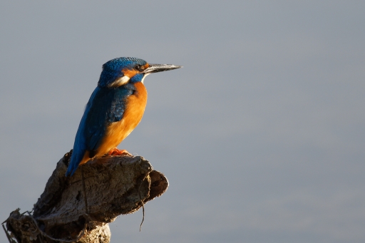 2022-10-15 / charlysouho 
charlysouho [Faune sauvage] 
