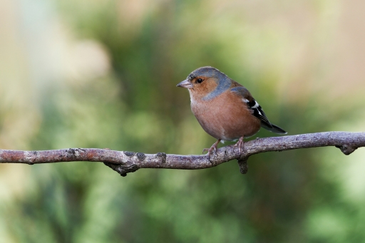2023-01-14 / charlysouho
charlysouho [Faune sauvage] 
