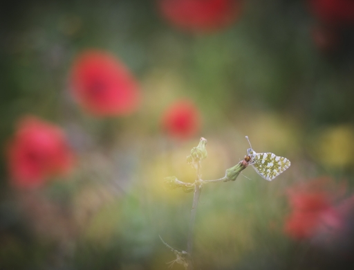 2023-04-29 / olilignan
olilignan [Macro et proxiphotographie nature]
