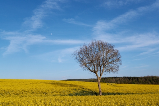 2023-05-06 / charlysouho
charlysouho [Paysages et éléments naturels]
