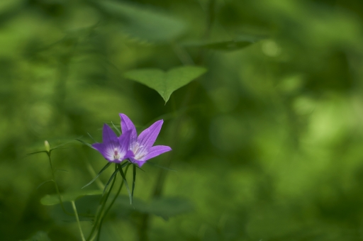 2023-05-07 / vinhug
vinhug [Flore et Botanique]
