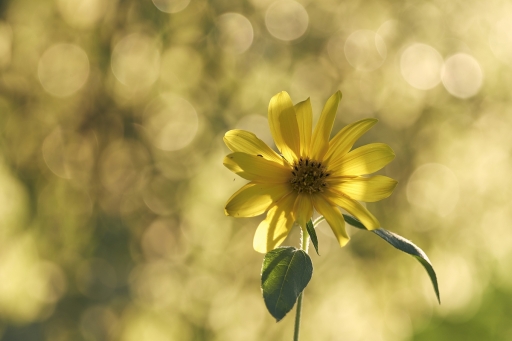 2023-08-04 / vinhug
vinhug [Flore et Botanique]
