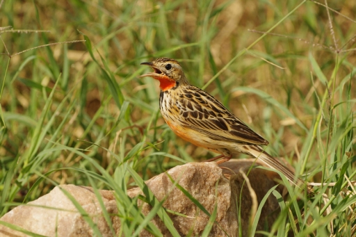 2024-05-10 / Agnesjea
Agnesjea [Faune sauvage]

