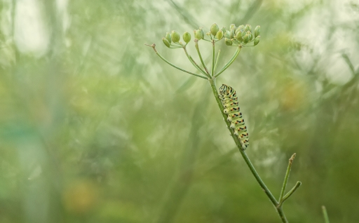 2018-08-11 / TOFTOF
TOFTOF [Macro et proxiphotographie nature]
