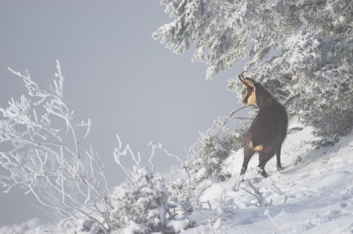 2019-01-11 / ASM
ASM [Faune sauvage]
