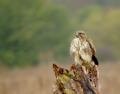2018-11-03 / papy57
papy57 [Faune sauvage]

