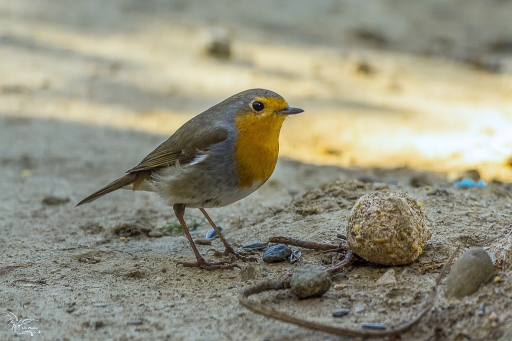 2017-02-10 / phoenix1366
phoenix1366 [Faune sauvage]
