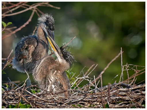 2019-05-30 / ramiot
ramiot [Faune Sauvage]
