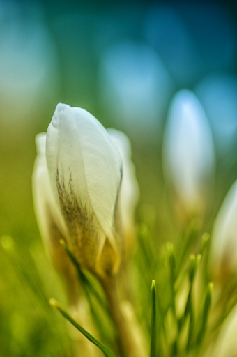 2017-02-24 / TOFTOF
TOFTOF [Flore et Botanique]
