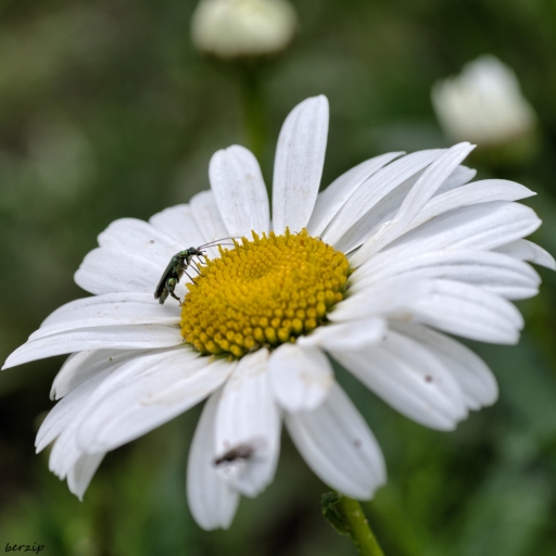 2017-08-04 / berzip
berzip [Macro et proxiphotographie nature]
