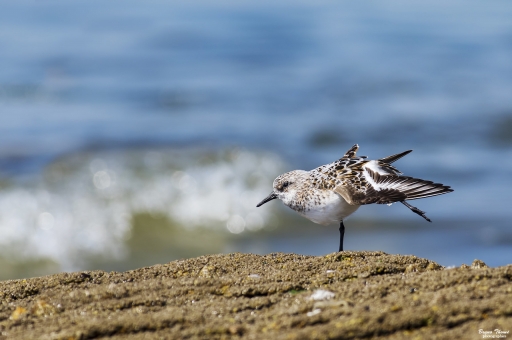 2020-02-22 / Daenelyn
Daenelyn [Faune sauvage]
