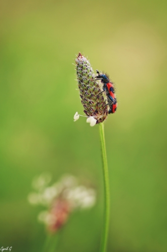 2019-01-26 / CarpoDingo
CarpoDingo [Macro et proxiphotographie nature]
