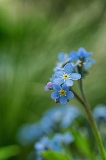 2019-04-18 / TOFTOF
TOFTOF [Flore et Botanique]
