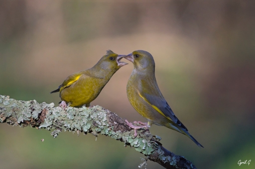 2020-02-08 / CarpoDingo
CarpoDingo [Faune sauvage]
