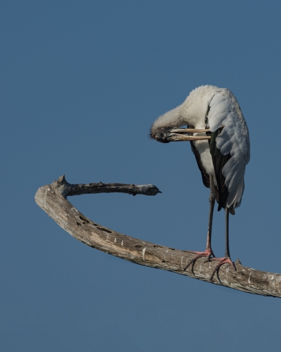 2020-04-02 / ramiot 
ramiot  [Faune sauvage]
