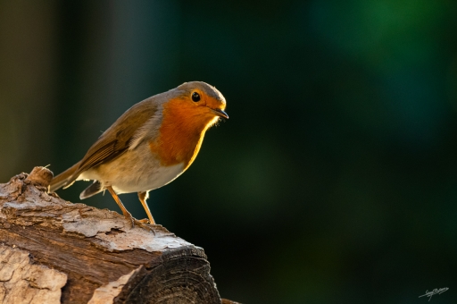 2020-04-16 / phoenix1366
phoenix1366 [Faune sauvage]
