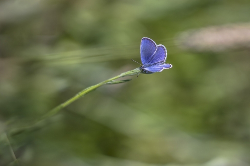 2020-07-18 / Opus21
Opus21 [Macro et proxiphotographie nature]
