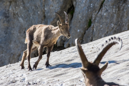 2020-09-05 / ASM
ASM [Faune sauvage]
